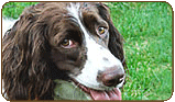 General photo of a English Springer Spaniel
 - top-left of page
